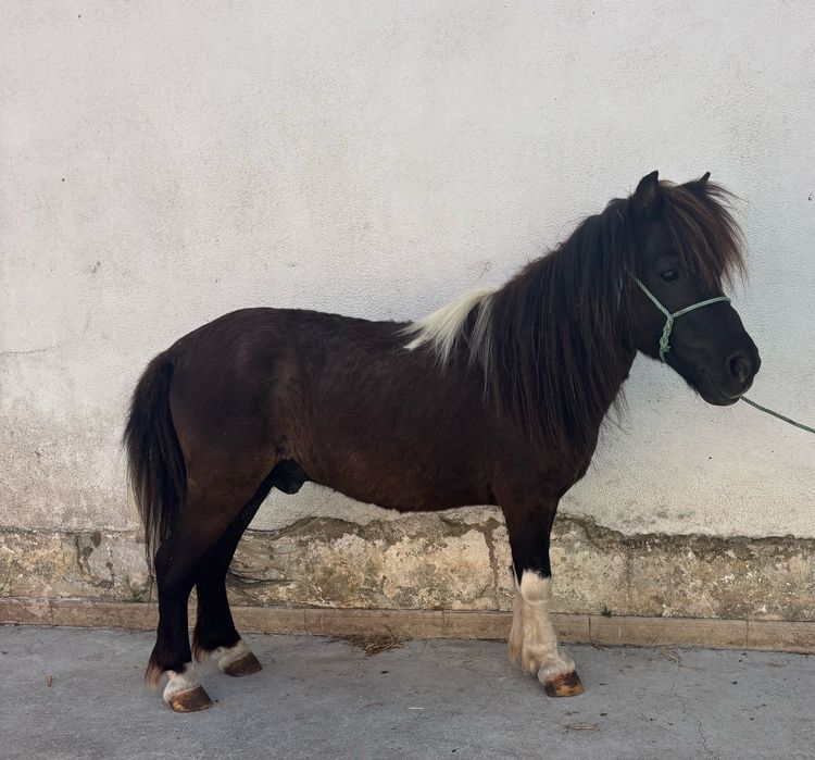 Ponei manso montado e bem engatado