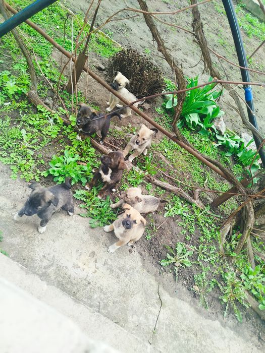 Цуценята 1.5 місячні