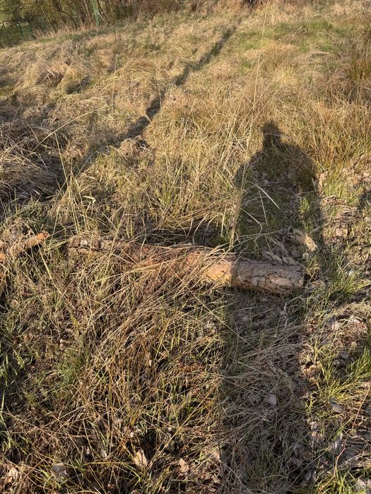 Oddam galezie i drewno!