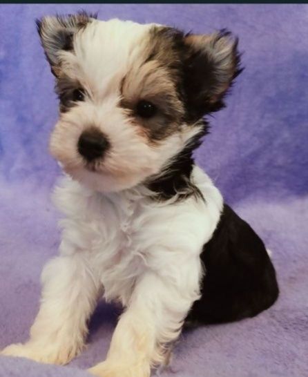 Samiec Yorkshire terrier biewer golddust do rezerwacji