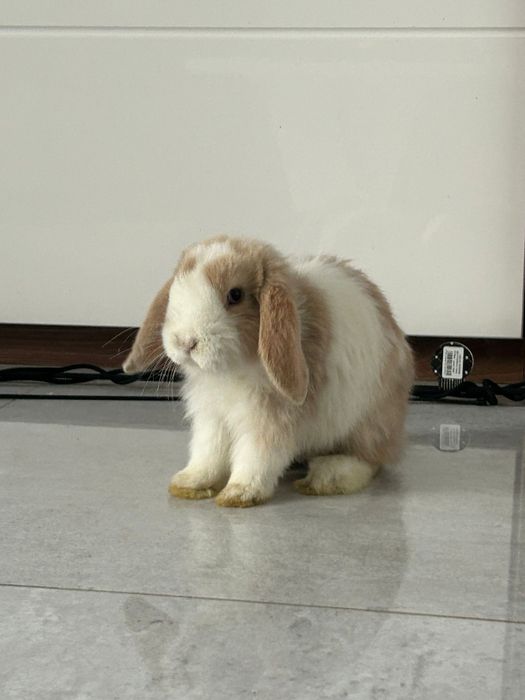 Mini lop / Baranek miniaturowy