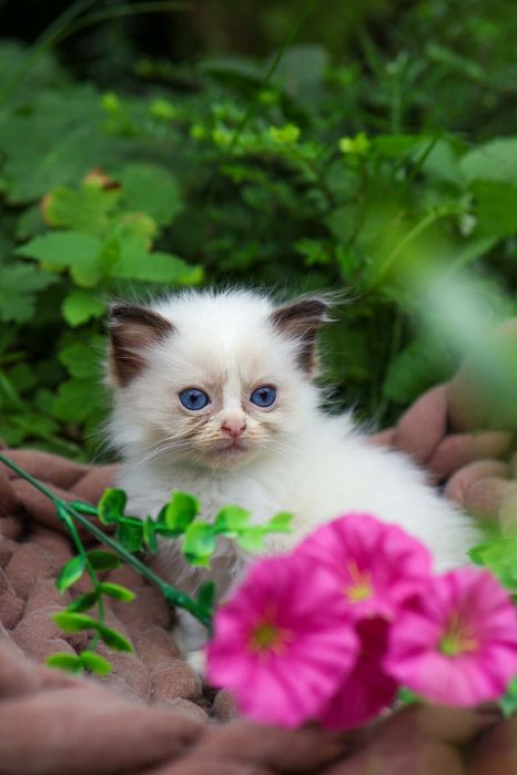 Willi kocurek ragdoll