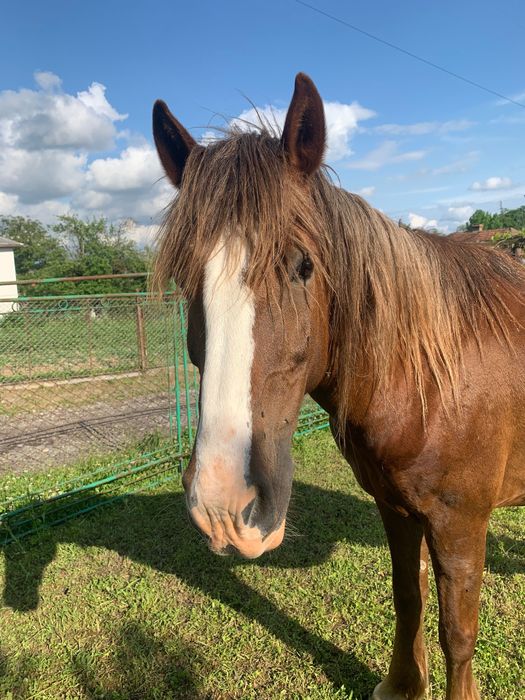 Кобила, 13 років