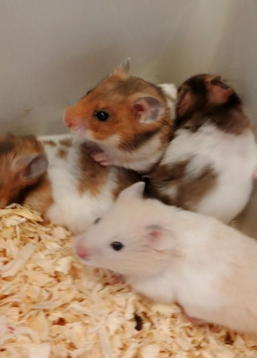 Chomik syryjski Sosnowiec