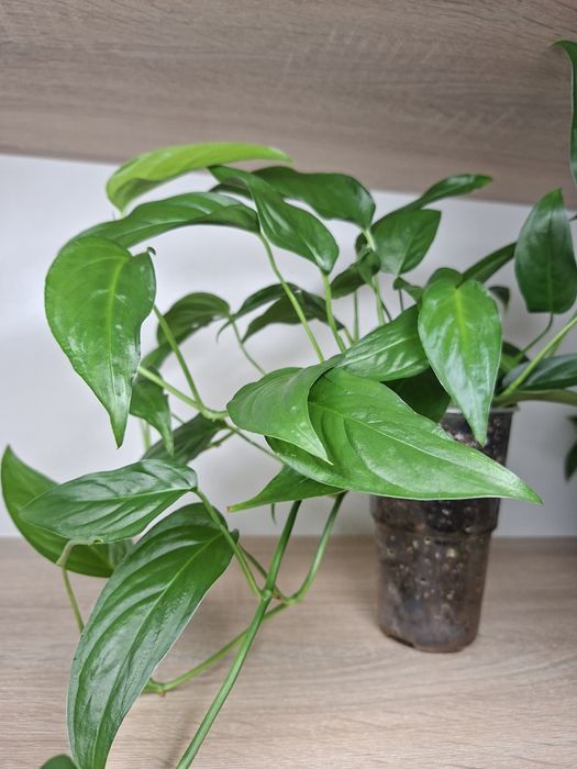 Monstera Obliqua Colombian Form