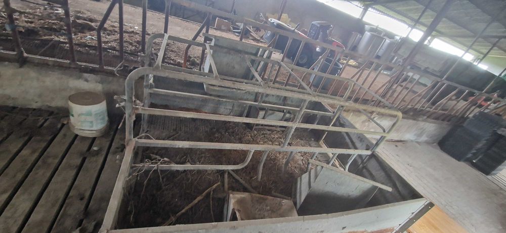 Materinadede suinos porcas