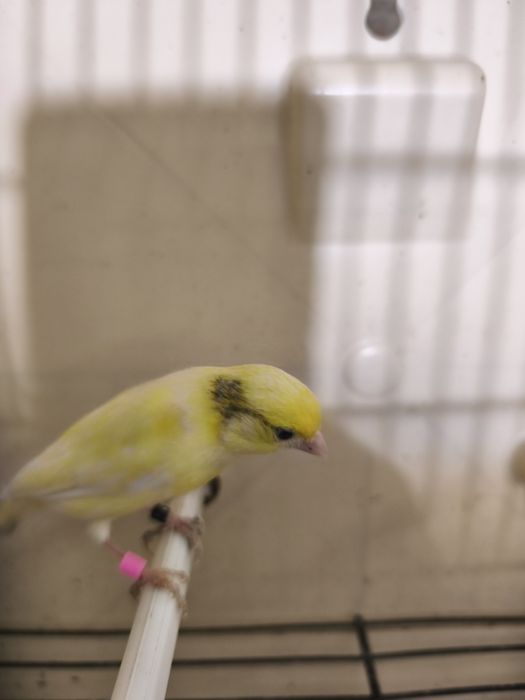 Caturras e canários disponíveis