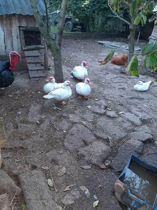 Продам індокачки німі