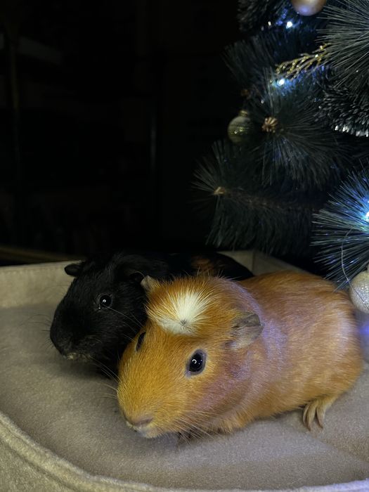 Морские свинки (малыши)