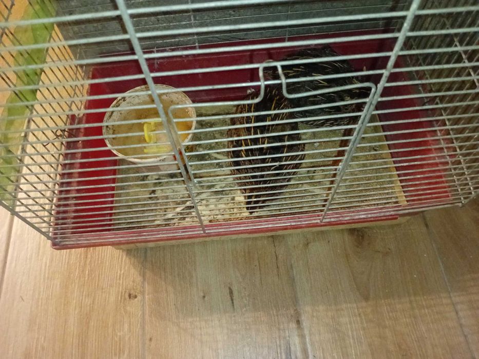 Klatka z parą przepiórek, niosą jajka, Wieluń