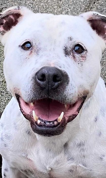 Cadela para adoção responsável