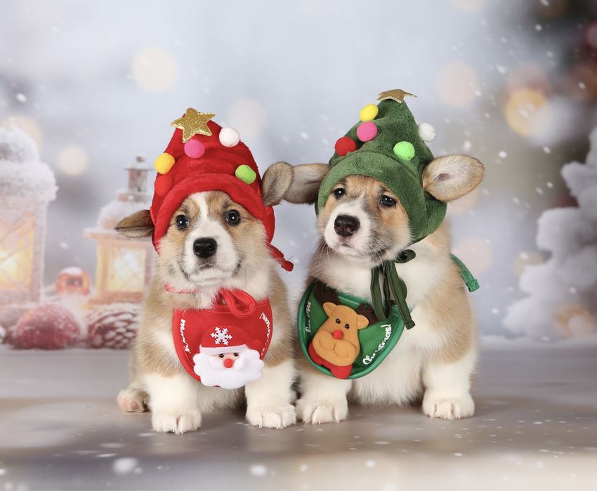 Неймовірні новорічні коргі_Гноми