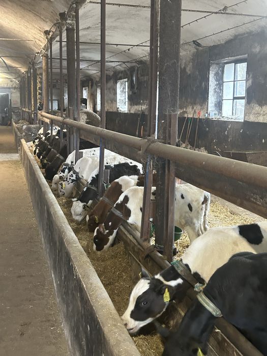 Cielaki Rasy Mieszanej 3 Miesięczne