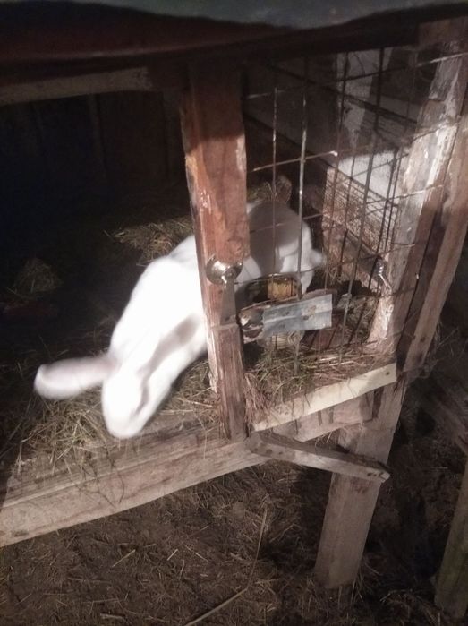 Продам  кроликів бельгійських та смесь есть двухмесячный есть четы