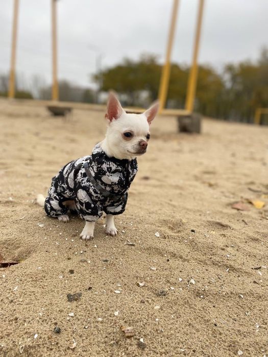 Молодой самец ищет любовь