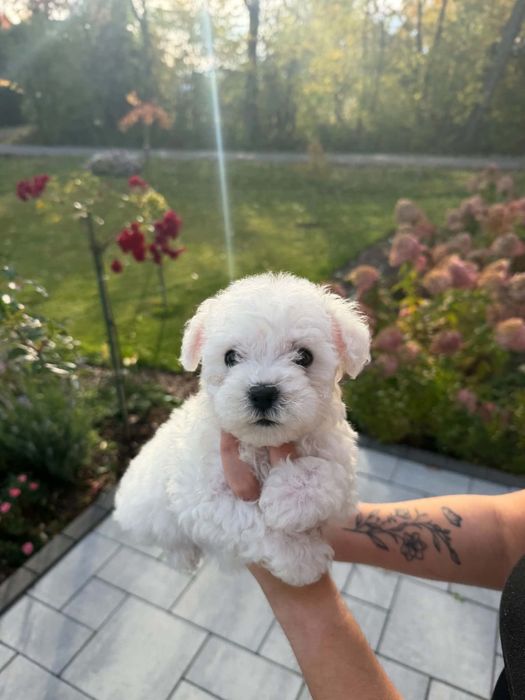 Piesek Bichon Frise