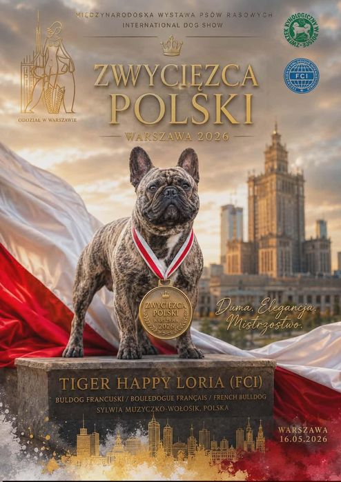 Buldog francuski płowy piesek