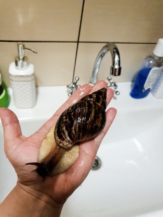 Ахатини, вік 1 рік