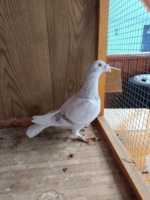 Gołębie staropolskie