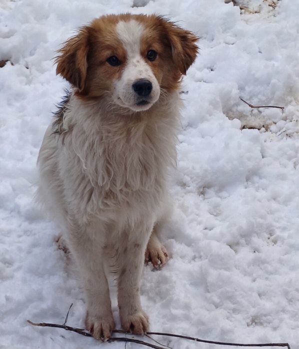 Хлопчик Вінні шукає дім!