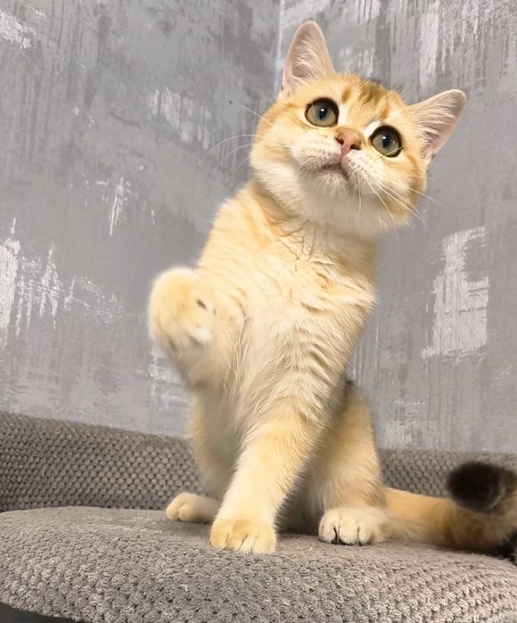 Золота шиншила дівчинка кошенята котята котики