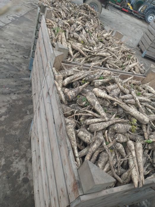 Pietruszka  skrzynia   ładna