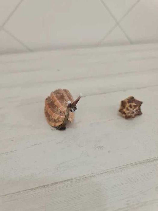 Coleção Conchas Artesanais Artesanato Animais Craft Seashells