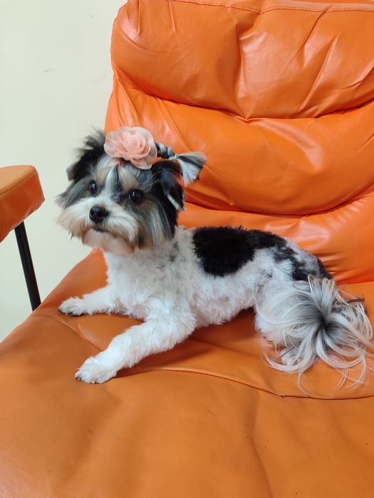 Бівер йорк.Йоркширський тер'єр міні дівчинка.