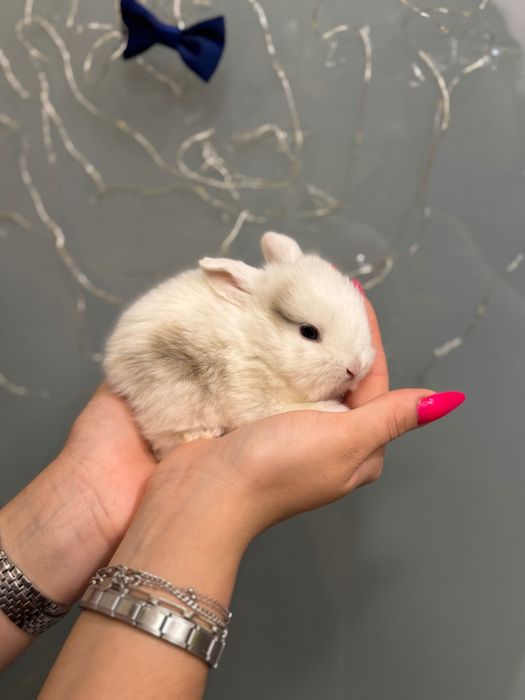 Карликовий декоративний нідерландський торчевухий кролик