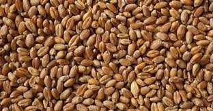 Zboże Pszenica/Owies/Pszenżyto