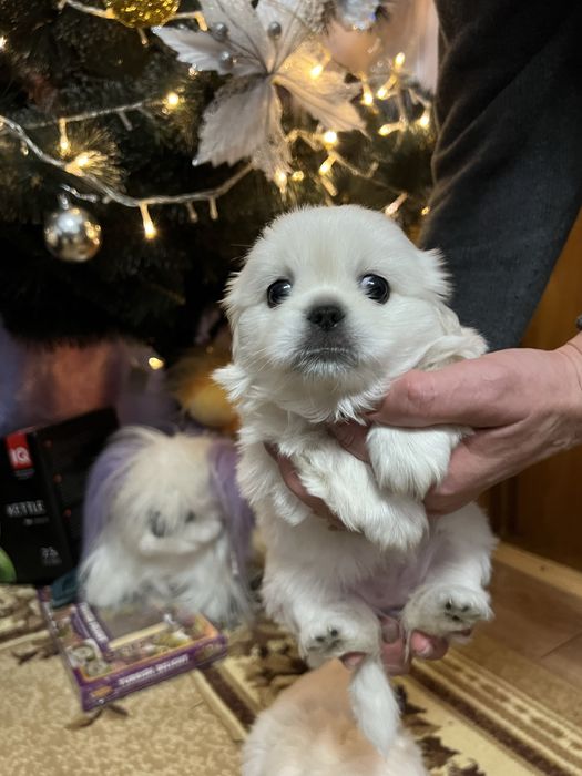 Цуценята пекінеса