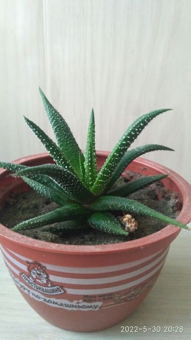 Хавортия сажанцы