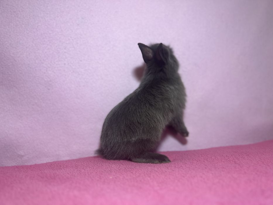 Króliczki miniaturowe - lewki, długowłose