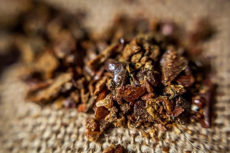 Propolis, kit pszczeli