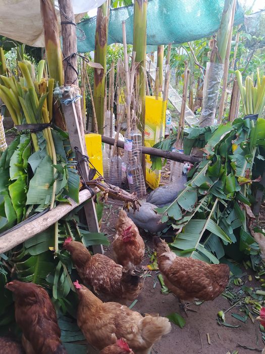 Ovos de Galinhas caseiras,  ar Livre