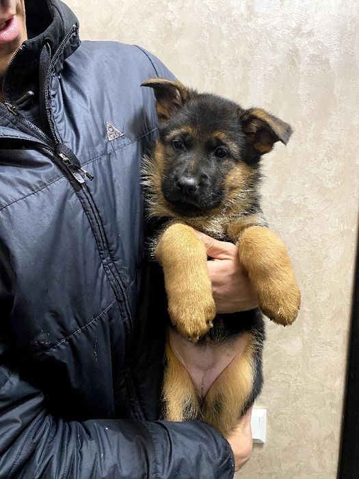 Цуценята німецької вівчарки ТОП