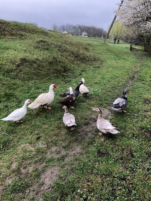 Мускусні качки (німі)