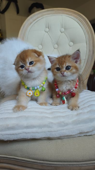 Szkocki złoty krótkowłosy fold/straight . Scottish fold. Do rezerwacji