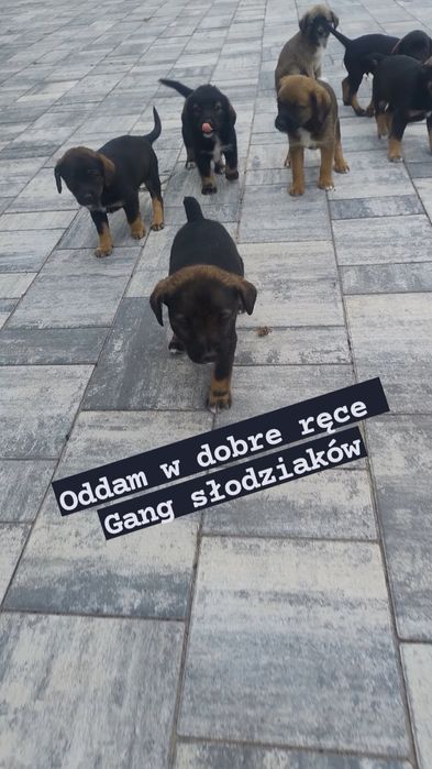Oddam Małe pieski