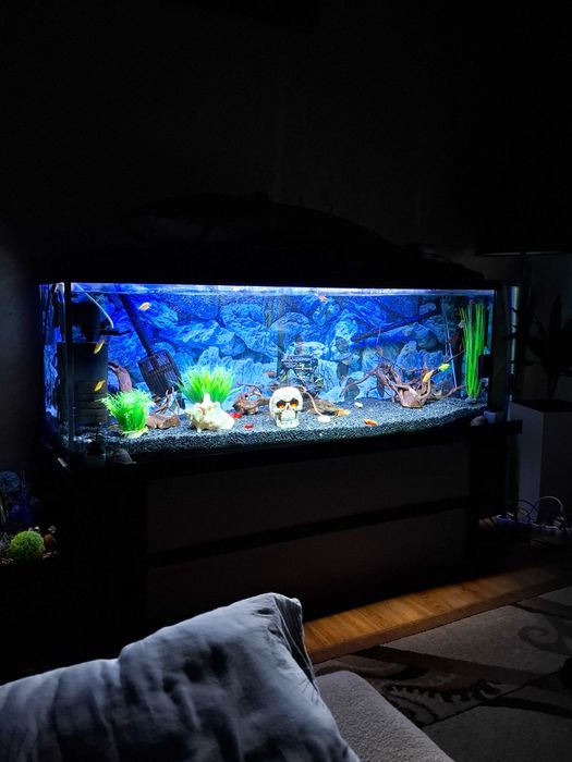 Akwarium panoramiczne 375l