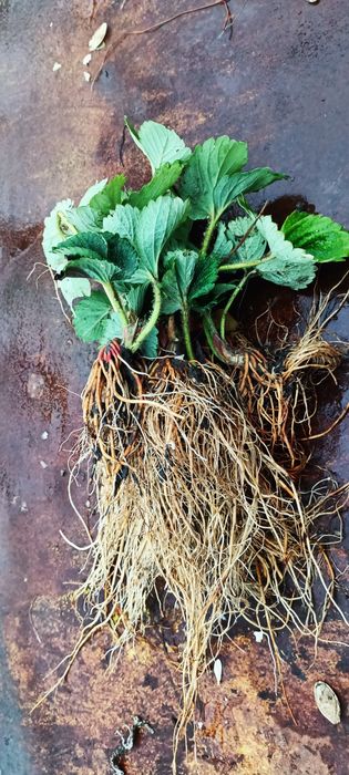 Саджанці полуниці