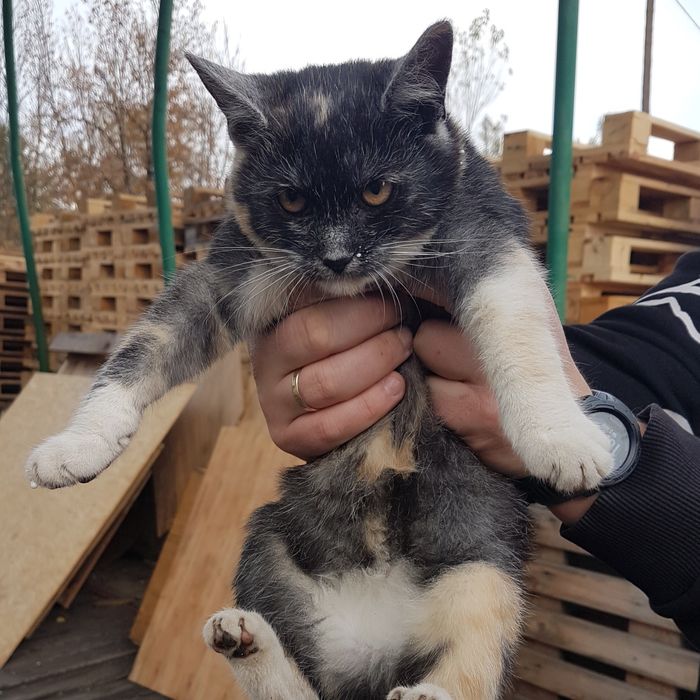 Bezdomna koteczka do adopcji