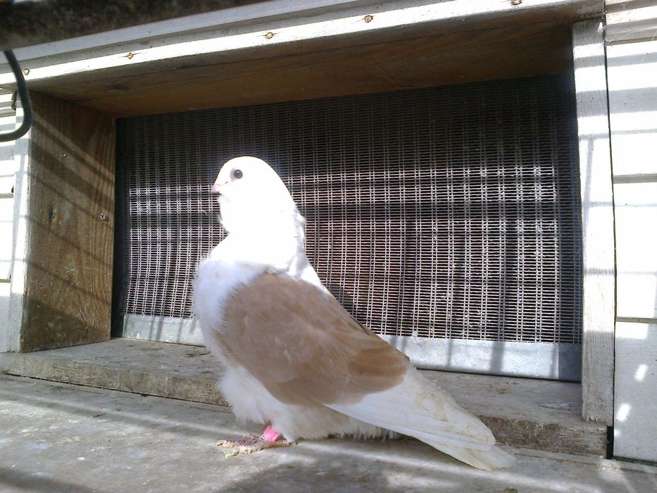 Mewki  Chińskie  białe  z żółtą  tarczą   SAMICA