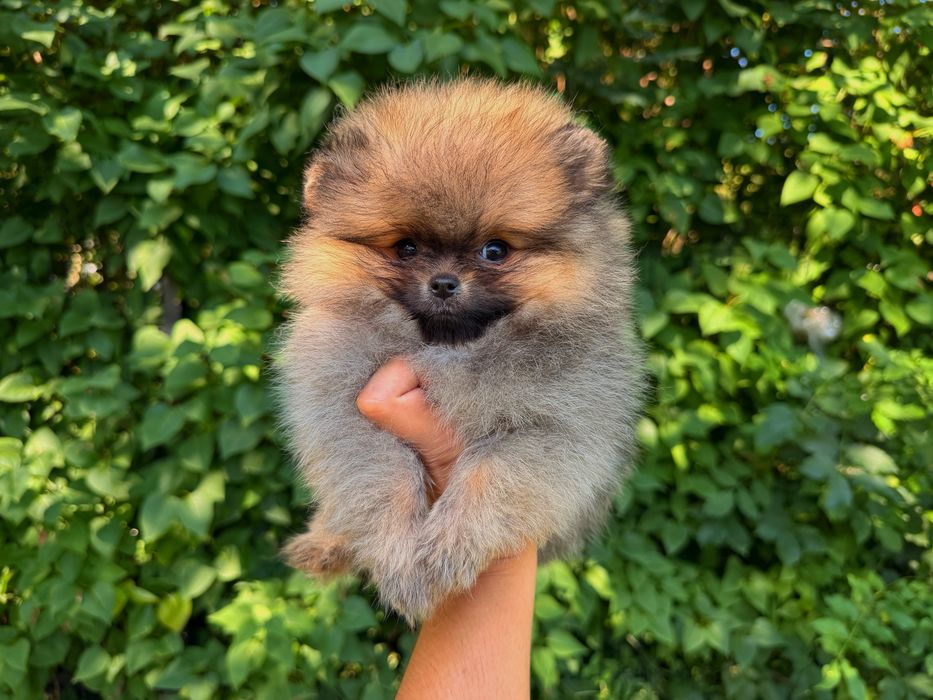 Pomeranian Szpic Miniaturowy piekna suczka w typie misia