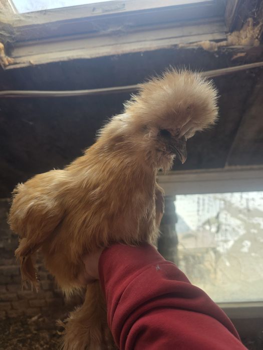 Kury rosy kury silki kury araukany naturalne ekologiczne kury