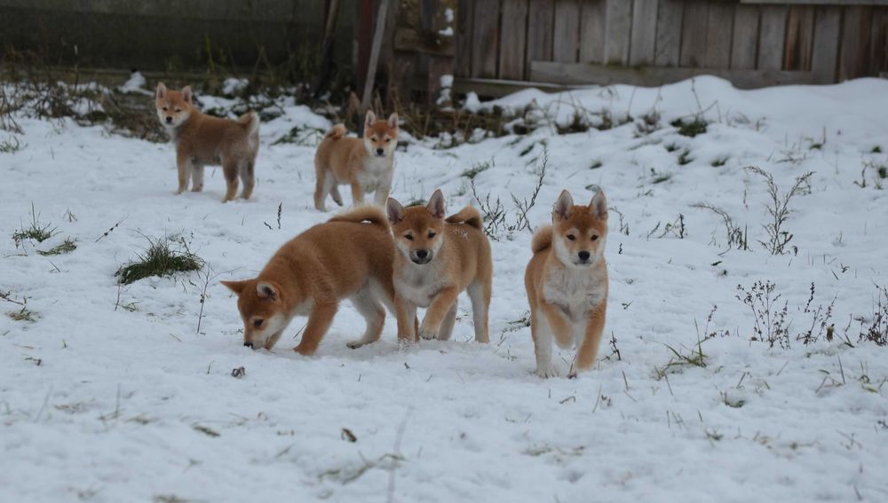 Шиба/Сіба іну/Shiba, КСУ-FCI! Київ, або відправлю.Є "Оплата частинами"