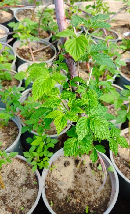 Malina czarna bristol