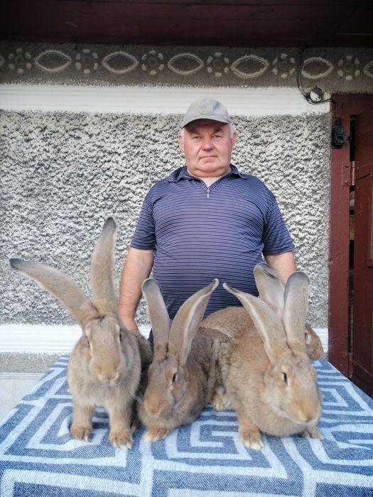 Кролі та кроленята