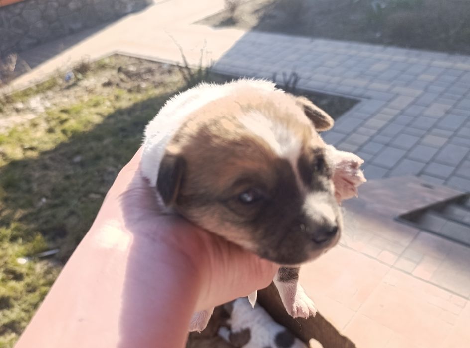 Продам песиків Джек-Рассел-Тер'єр 3 дівчинки і 2 хлопчика