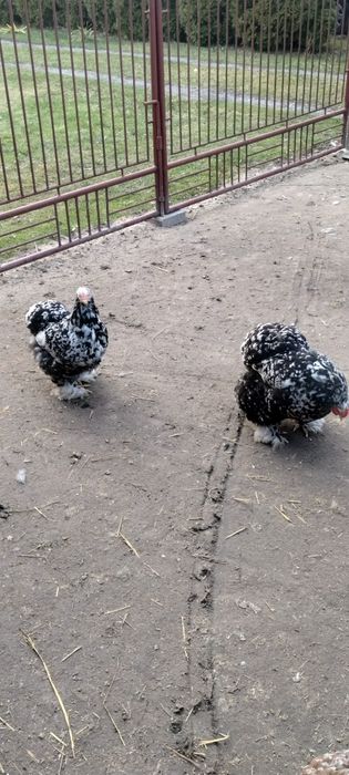Jaja lęgowe kochin olbrzymi
